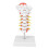 Cervical Vertebra Model Arteria Spine Spinal Nerves Anatomical Model for Science Classroom Study Teaching 2