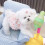 Vêtements pour chats et petits chiens - Printemps/Automne 2