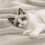 WAVVE Fleece Blanket Sofa Throw Beige 5ft x 6.5ft 7