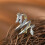 Sterling Silver Flame Dragon Ring for Men and Women 3