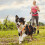 Sledding Harness For Large Dogs Adjustable Strap -Gray 2