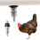 Baby Chick Friendly Waterer Easy Push Rod Triggering Rustproof 2