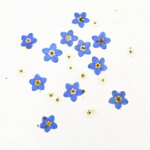 100Pcs Pressed Dried Natural Forgetmenot Flower Plant Herbarium for Jewelry Phone Case Nailart DIY
