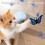 USB Rechargeable Automatic Fluttering Butterfly Pet Toy-Pink 6