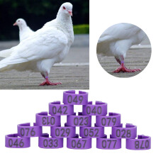 100 Pigeon Leg Rings Number Identification Purple, 20g, 8x5mm