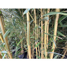 Extra Large Bamboo Aureos Spectabilis Green & Gold Striped 6ft Tall in a 10/12 Litre Pot By Direct Plants