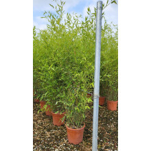 Extra Large Bamboo Phyllostachys Bissetii 5-6ft Tall in a 1012 Litre Pot By Direct Plants