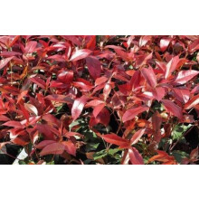 10x 3ft Photinia Red Robin Large Hedging Trees in 7.5 Litre Pots By Direct Plants