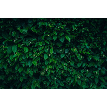 20x 4-5ft Carpinus Betulus Hornbeam Large Hedging Trees in 5 Litre Pots By Direct Plants