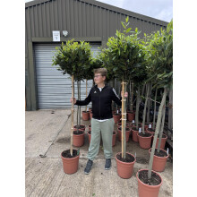 Extra Large Laurus Nobilis Lollipop Standard Bay Tree 5ft+ Tall By Direct Plants