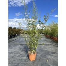 Extra Large Black Bamboo Phyllostachys Nigra 5ft Tall in a 10/12 Litre Pot By Direct Plants