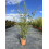 Extra Large Black Bamboo Phyllostachys Nigra 5ft Tall in a 10/12 Litre Pot By Direct Plants 1