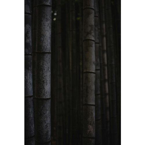 Extra Large Black Bamboo Phyllostachys Nigra 5ft Tall in a 10/12 Litre Pot By Direct Plants 1