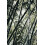 Extra Large Black Bamboo Phyllostachys Nigra 5ft Tall in a 10/12 Litre Pot By Direct Plants 3