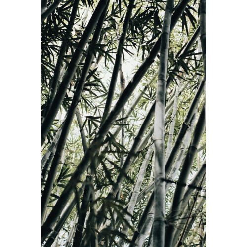 Extra Large Black Bamboo Phyllostachys Nigra 5ft Tall in a 10/12 Litre Pot By Direct Plants 2