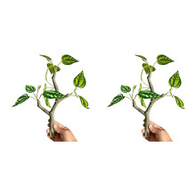 Artificial Vine for Lizards and Snake Providing Safe-20