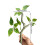 2PCS Decorative Climbing Vine for Reptiles FishTanks-23 3