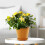 Pots de fleurs en plastique polyvalents, 5 pièces, parfaits pour 7