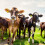 Self Locking Cattle Nose Clip Farm Tool 6