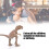 Simulations Allosaurus Modell 2