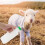 Livestock Feeding Bottle Leakproof Plastic-1500ml exhaust 7