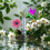Useful Yet decorative Iron Rain Measurement Object In Small Bird 6