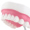 Teeth Model for Teaching PVC Demonstration Kids Kindergarten 9