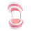 Teeth Model for Teaching PVC Demonstration Kids Kindergarten 13