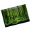 Vivid Underwater Forest Backdrop 4