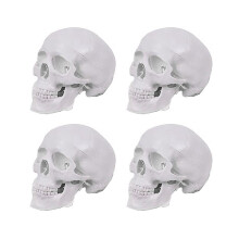 4X - Människoskallemodell, 3-delad anatomisk skallemodell med avtagbar skallhatt och rörlig underkäke