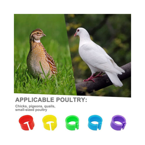 200 τεμάχια ιμάντες ποδιών 8 mm για ορτύκια Coturnix, ιμάντες ποδ 1