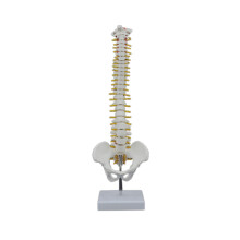 45 cm mänsklig ryggrad med bäckenmodell, mänsklig anatomi, ryggradsmodell, ryggradsmodell + flexibelt