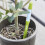 Aquameter, 5 pieces, plant soil moisture sensor 3