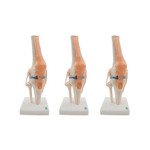 3X Anatomisk knäledsmodell med ligament, naturlig storlek