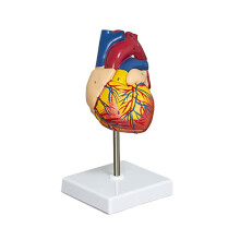 Hjärtmodell, 2-delad, naturlig storlek: En lyxig anatomisk modell av det mänskliga hjärtat med 34 anatomiska