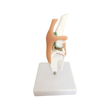 Hundskelettmodell, hundknäled, hundled, hundligamentfunktionsmodell, hundskelett, hundskelettmodell
