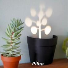 Zimmerpflanzenlampe zur Schattenprojektion und Beleuchtung, ideal, braun