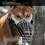 Dog muzzle, mesh muzzle, dog bark stopper, pet supplies, XL 4