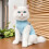 Combinaison de récupération pour chats douce et-Rose M 5