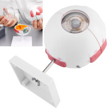 6X Magnification Human Eye Model Removable Eyeball for Medical Learning
