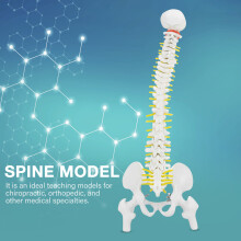 38cm Human Spine Model for Education, Removable & Flexible