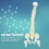 38cm Human Spine Model for Education, Removable & Flexible 1