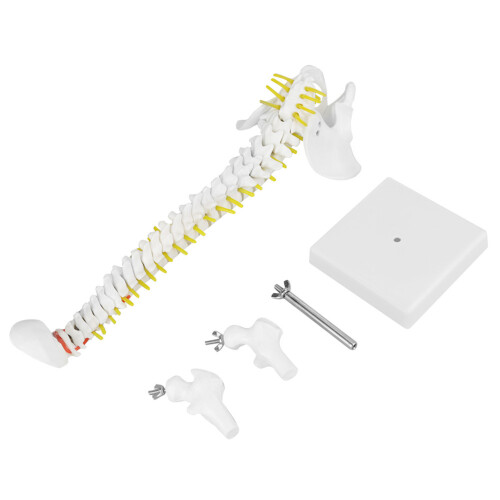 38cm Human Spine Model for Education, Removable & Flexible 1