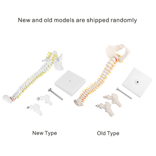 38cm Human Spine Model for Education, Removable & Flexible 2