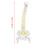 38cm Human Spine Model for Education, Removable & Flexible 4