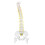 38cm Human Spine Model for Education, Removable & Flexible 12