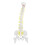 38cm Human Spine Model for Education, Removable & Flexible 13