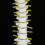 38cm Human Spine Model for Education, Removable & Flexible 16