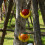 Simple Suspended Fruit Basket Farmer Sentimental Friendly-B 5
