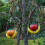 Simple Suspended Fruit Basket Farmer Sentimental Friendly-B 6